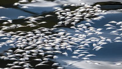 Why are there so many dead fish in Baltimore’s harbor?