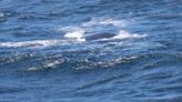 Rare, endangered whale spotted off coast of Marin