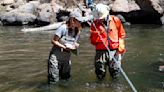 Researchers find dam removal in Eleven Mile Canyon already a boon to fish