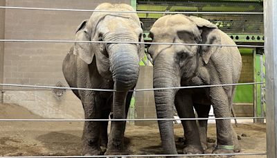 Belfast elephants packing their trunks for nursing home