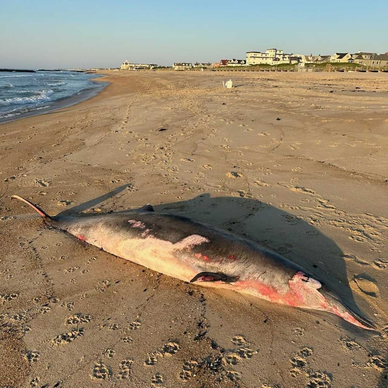 Beaked Whale Found Dead In Spring Lake, Second Discovered On Jersey Shore Beaches In 2024