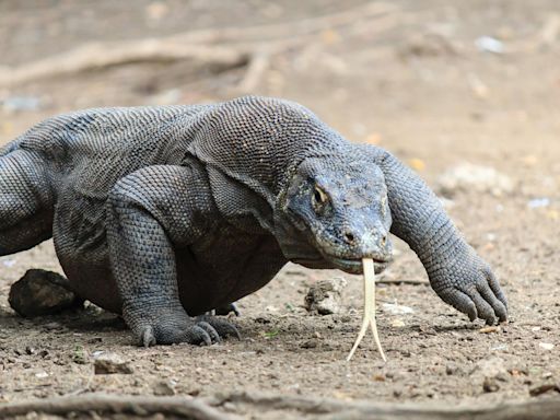 Komodo Dragons Flaunt Iron-Tipped Nightmare Teeth, Scientists Discover