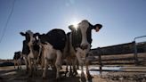 Minnesota cow herd tests positive for bird flu; "Pasteurized dairy products remain safe to consume," says CDC