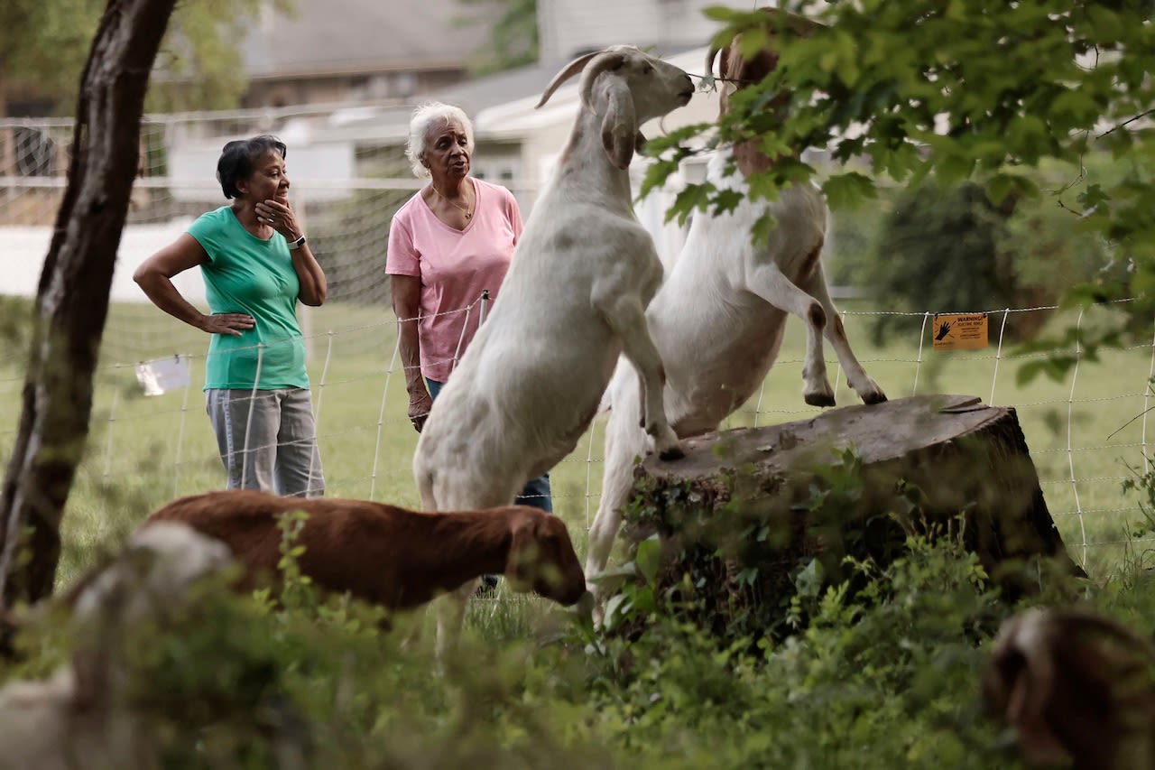 Pa. town hires goats to clear weeds with 2 weeks of chomping