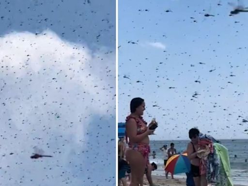 Hundreds of large dragonflies descend on Rhode Island beach, people flee ‘apocalypse’: Watch