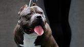 Dutch weigh law to ban cruelly overbred pets