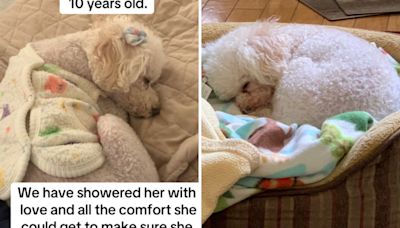 Family adopt dog from sick owner on Craigslist—then learned her tragic past