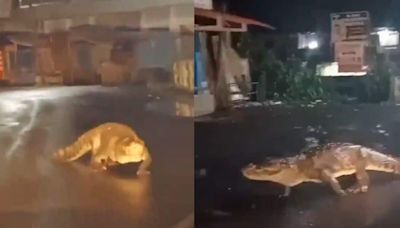 Maharashtra: 8-foot-long Crocodile On Road Amidst Heavy Rain; Terrifying Video Goes Viral-Watch