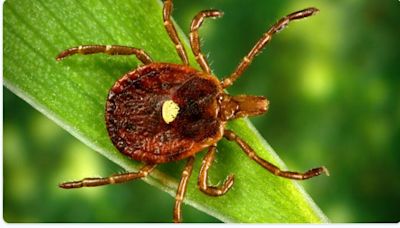 A bite from a lone star tick could give you a meat allergy. Here's what to watch for