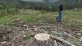 Senators decry timber sale reductions