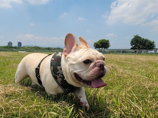 新北寵物公園 毛孩放電天堂