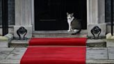 Pour Larry, le chat de Downing Street, une nouvelle cohabitation