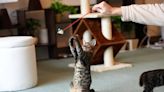 10 Safety Tips For Cat Playtime