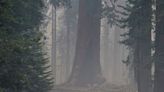 Giant sequoias may benefit from fire in California's Yosemite, official says