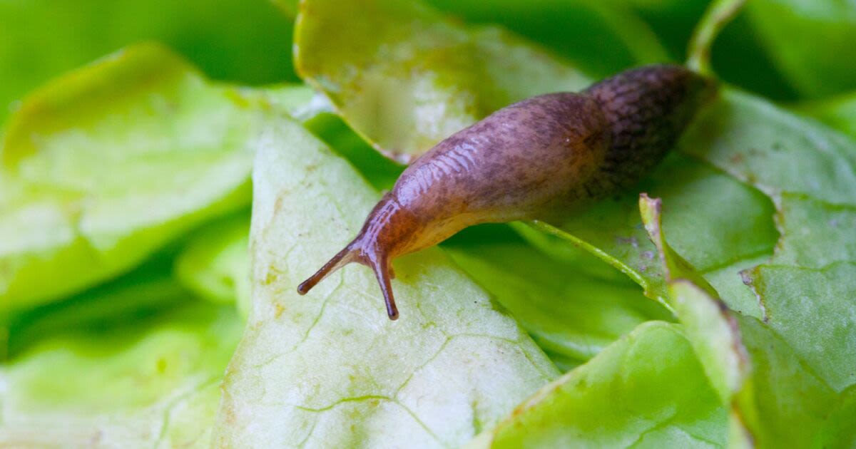 ‘Easiest' method to remove slugs from the garden works ‘too well’ says gardeners