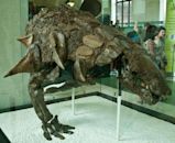 Edmontonia