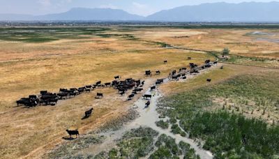 How cows are used as weed eaters — literally — to help the Great Salt Lake retain water