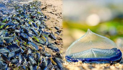美國加州海灘湧現「神祕藍色果凍」 專家揭真實身分