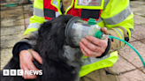Elderly dog given oxygen after escaping house fire