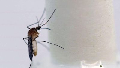 Mosquitoes found across Scotland as temperatures rise