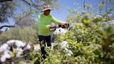 It took 1 hot minute to launch Tucson's months-long heat streak