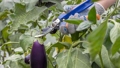 Now Is the Right Time to Pick Eggplant—4 Signs It's Ready to Harvest