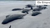 ‘We’ve got to do right by these animals’: Unpicking the mystery of the 77 beached whales