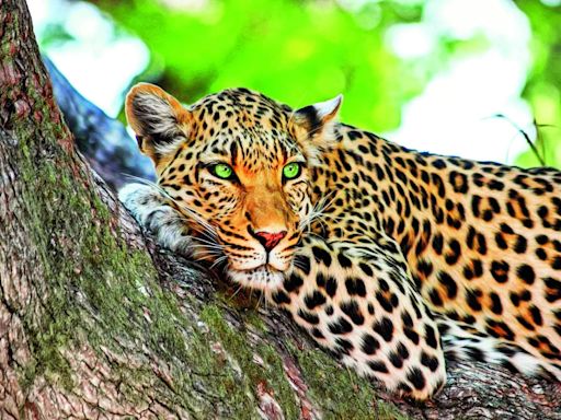 Bannerghatta’s leopard safari: Now open to public