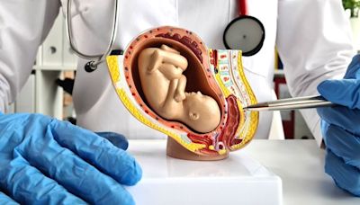 Artificial placenta: A new lifeline for premature babies?