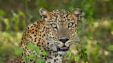 Leopards feature in latest edition of acclaimed wildlife photobook series