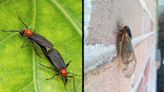 Lovebugs and cicadas, when you can expect to see them in Mississippi