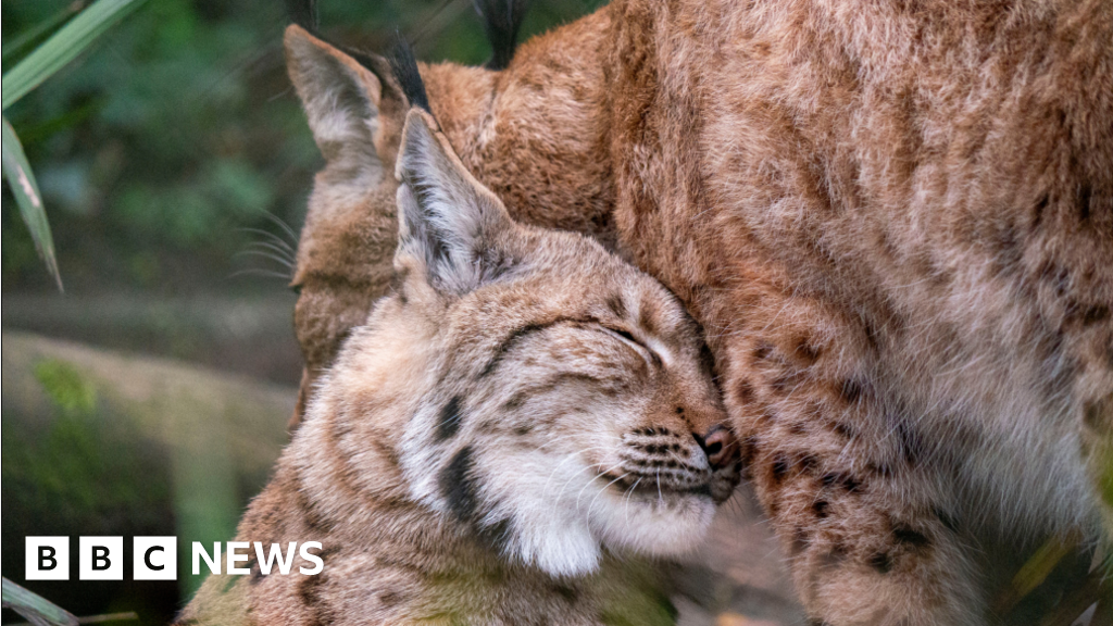 Devon zoo announces birth of Carpathian lynx kits