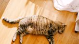 How to Help Your Cat Lose Weight, Which May Reduce Their Risk of Disease and Promote Longevity