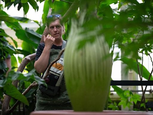 Como Park's corpse flower is starting to stink — here's how to watch it bloom