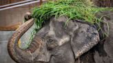 Mali, the 'World's Saddest Elephant,' Dies Alone in Captivity: 'You Deserved Better'