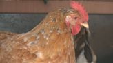 Bird flu strikes flock of 4.2 million chickens in Iowa’s Sioux County
