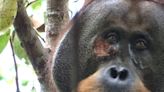 Wild Orangutan Treats Wound with Self-Made Medicine for First Time in Real-Life Planet of the Apes Moment - IGN