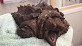 Alligator snapping turtle from Americas which can bite through human bone turns up in Cumbria