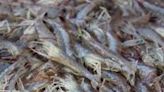 South Carolina shrimp season to open in full June 4