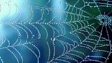 Try Spiderweb Stained Glass for the Next Halloween Party