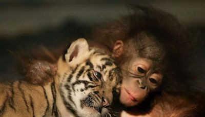 International Tiger Day 2024: Most adorable photos of tiger cubs you will ever see