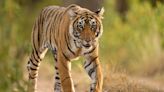 Mom Saves Son by Reportedly Fighting Off Tiger with Her Bare Hands