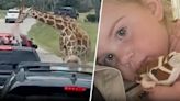 Video captures shocking moment when giraffe lifts toddler into the air at drive-thru safari park in Texas