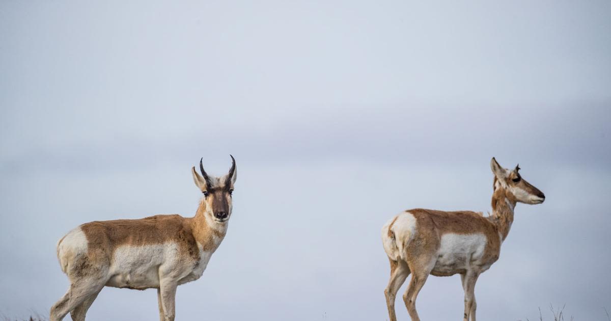 Pronghorn hunting licenses rebound in North Dakota; animal population up 31% from 2023