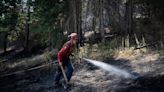 Wildfire burning in B.C.’s Ancient Forest where some trees are 1,000 years old | Globalnews.ca