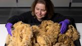 Dolly the sheep’s fleece donated for display at national museum