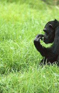 Among the Wild Chimpanzees