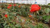 Sant Jordi se queda sin rosas catalanas