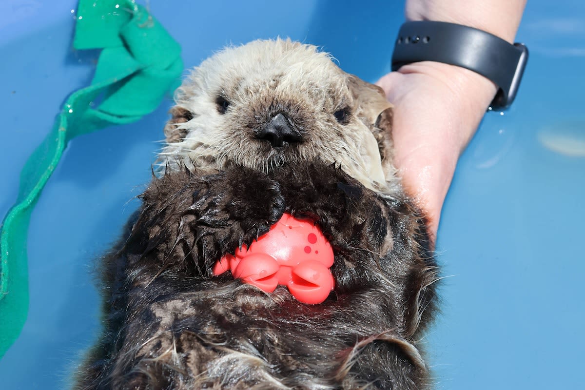 B.C.’s orphaned sea otter Tofino recovering, unlikely to return to wild