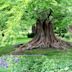 Bailey Arboretum